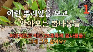 '버들이의 자연이야기',  어린잎 상태에서 봄나물구별하기1