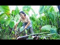 Taro Pork | I love grandma’s Taro with Pork, bringing me back to my most delightful time.【Shen Dan】