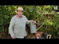 tips for saving money while gardening gardening 101 gardening australia