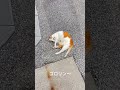 車庫猫チャコちゃんの日常 2024.5.30thursday