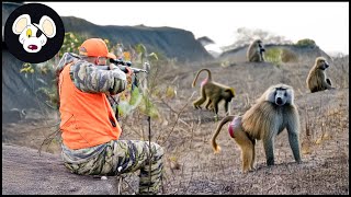 South Africa’s Wild Hunt: Inside The Fight Against Rampaging Monkeys And Baboons | Hunting Videos
