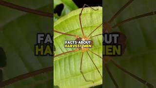 HARVESTMEN FACTS! #shorts #short #facts #wildlife #animals #nature #spider #subscribe #spiderman