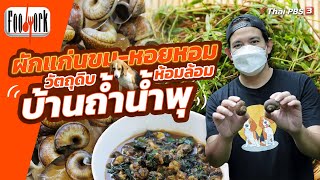 ผักแก่นขม หอยหอม วัตถุดิบห้อมล้อมบ้านถ้ำน้ำพุ | Foodwork [CC]