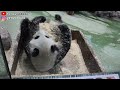 圓圓滾完木屑 至網格前咬圓寶越界的毛毛😆圓寶彈起來 giant panda yuan yuan yuan bao 圆圆 貓熊 大貓熊 大熊貓 台北動物園 taipei zoo