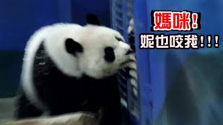 圓圓滾完木屑,至網格前咬圓寶越界的毛毛😆圓寶彈起來|Giant Panda Yuan Yuan,Yuan Bao,圆圆,貓熊,大貓熊,大熊貓|台北動物園|Taipei zoo