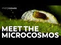 Meet the Microcosmos