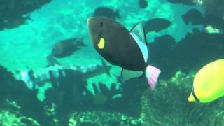 Pinktail Triggerfish