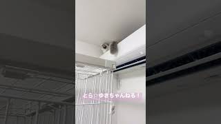 初めてエアコンの上に乗れて満足そうな猫