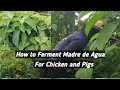 How to Ferment Madre de Agua- Good for Pigs and Chicken