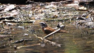 河口湖フィールドセンターのホオジロ（雄）の水浴び　その１１（4K60P動画）