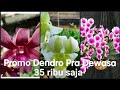 Promo Dendrobium Pra Dewasa. 2 plant hanya 70 ribu !!!