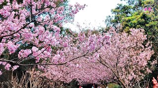 2024. 03碧山巖櫻花隧道賞櫻美景！ Cherry blossom tunnel