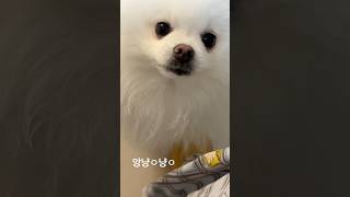 강아지가 주인 옷 앙냥냥 잘근잘근 씹는 이유가 뭘까요 🧐 #포메라니안 #pets #pomeranian #cute #puppy #옷무는강아지 #아키