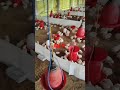 ଶୀତ ଦିନ management day 11 chickenfarming chickenfarmingbusiness chicken birds