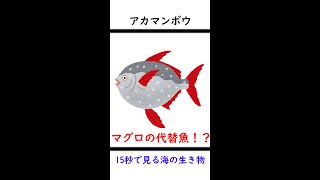 【マグロの代替魚？】15秒でわかるアカマンボウ【ゆっくり解説】　#Shorts