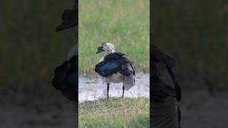 Knob-billed Duck 🌿🦆#birds_captures #planetbirds #birdfreaks #your_best_birds #best_birds_of_world