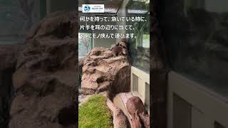 【コツメカワウソ】物を運ぶカワウソ【サンシャイン水族館】#Shorts