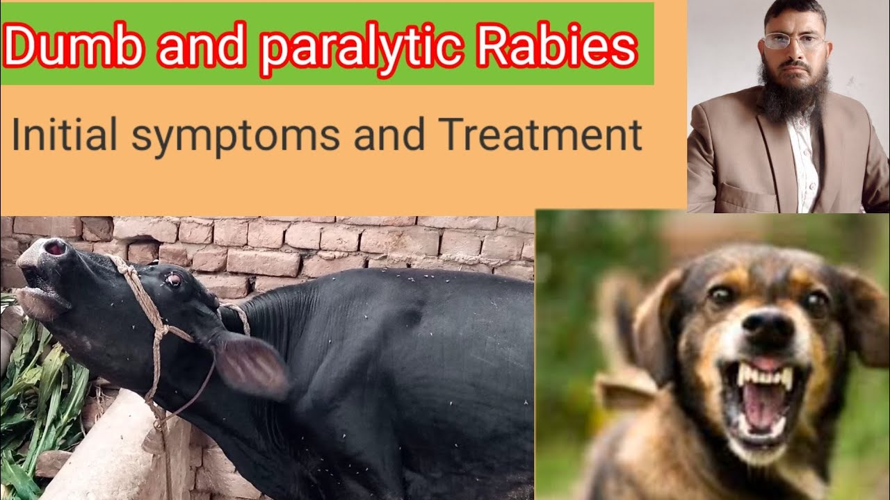 Rabies Causes Symptoms Diagnosis And Treatment || Clinical Rabies In In ...