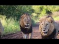 Is this the Most Impressive Lion Coalition in The Kruger National Park