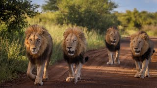 Is this the Most Impressive Lion Coalition in The Kruger National Park?