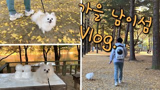 [Vlog] 강아지와 남이섬 가을여행 (Nami island)