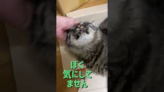 福の段ボール箱#shorts #猫 #キジトラ猫