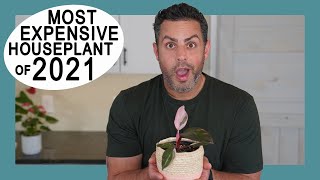 Houseplant Trends 2021: The Pink Princess Philodendron Explained! (Crucial Care Tips too!)