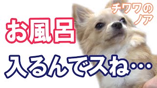 【そりゃ当然】お風呂に慣れてないチワワと飼い主がシャンプーした結果、ある結論に…／チワワのノア #107