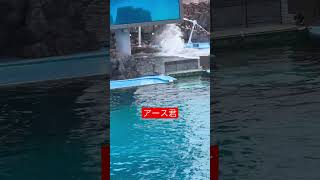 この日も推しとジャンプだよ　名古屋港水族館#shorts