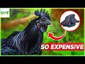 This Why Ayam Cemani Chickens Are So Expensive | The $10,000 Chicken