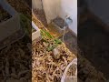 my hamster digging a hole to sleep under the cabbage shorts hasmter hamsterious