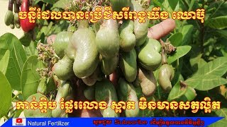 ចន្ទីដែលបានប្រើជីសរីរាង្គឃីងឈោប៊ុ កាន់ផ្លែច្រើន មិនមានសត្វល្អិត #KING CHOBU CAMBODIA ​