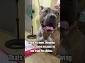 don t make your mami get angry dog pug funny pets funnydogs americanbully