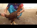 AYAM BULBI DARI LOMBOK _PUKULAN MANTAP