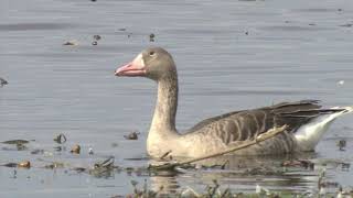 福島潟の雁たちの羽休め（種不明ガンも）Geese in Fukushimagata. ＆ Anser sp. 20-10-14