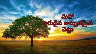 మహా అరుదైన అద్బుతమైన చెట్లు 🌳🌲🌴