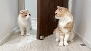 生まれて初めて自分の兄に会った子猫がまさかのこうなっちゃいました…