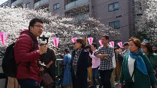 東京お花見散歩　中目黒　目黒川の桜　2018.3.24  Sakura