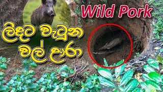 ලිදට වැටුන වල් ඌරා | wild pork rescue project | #saveanimals