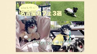 【愛犬と行く名古屋カフェ☕3選】CAPPA → S\u0026S a → FARM\u0026