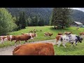 auf zur hütte daß letzte fette gras an der farchanter alm vor m almabtrieb rinder im galopp