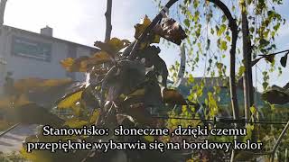 Buk pospolity / zwyczajny - Fagus sylvatica 'Purpurea Pendula' - Purpurowy akcent Twojego ogrodu