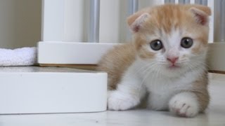 (にゃんこ映像)かわいい子猫達で癒されてください♪(特集)