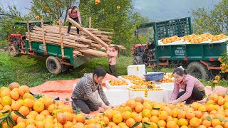 Transport The Old House for Hoang Thi Thu - Harvest Lots Of Orange Goes To Market Sell