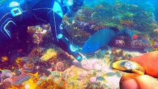 UNIQUE Fish Can SNIFF OUT Jewelry!! when Underwater Metal Detecting