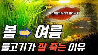 물고기들의 암이라 불리는 병, 폐사율 90% 솔방울병의 예방과 치료방법(구피 베타 테트라 금붕어)