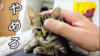 寝るのヤダ! そんな子猫は頭を撫でたら眠りに落ちるのか？ Kitten falls asleep