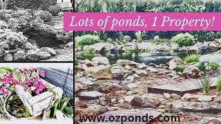 Pond walk around (tour)| DIY Ponds