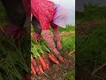 pull the carrots out of the soil with ease