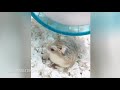 hamsterdingding．老公公鼠吃手指？！．倉鼠．小露寶．小路寶．老公公鼠